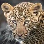 Tara the Curious Tigress