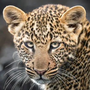 Tara the Curious Tigress